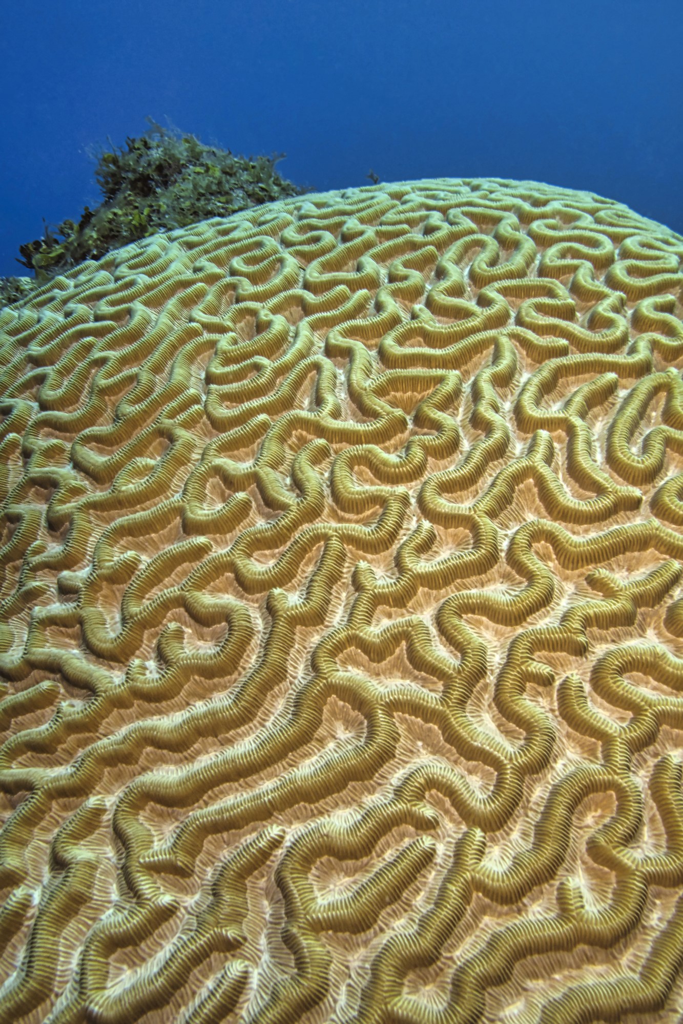 Punta Frances, Isla de Juventud, Cuba